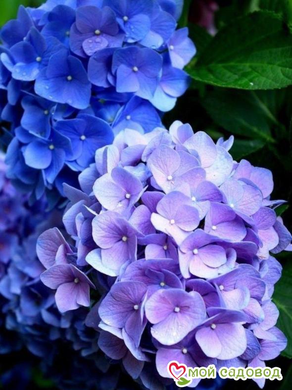 Гортензия крупнолистная Гертруд Гленн ЗКС