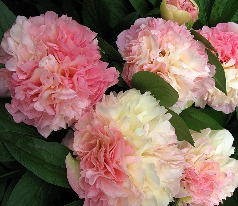 Пион Чойс Лойс