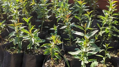 Миндаль Калифорнийский